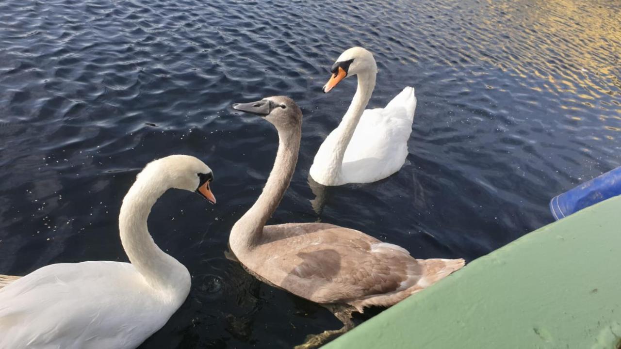 New 2022! Fixed Stay Characterful Narrowboat At The Kelpies, Marigold Sunset フォルカーク エクステリア 写真